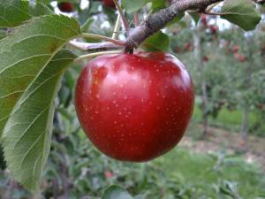 Apple on tree