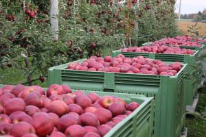 Apples in containers at an orchard