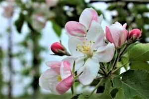 Grown Flower