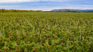 Grown Orchard